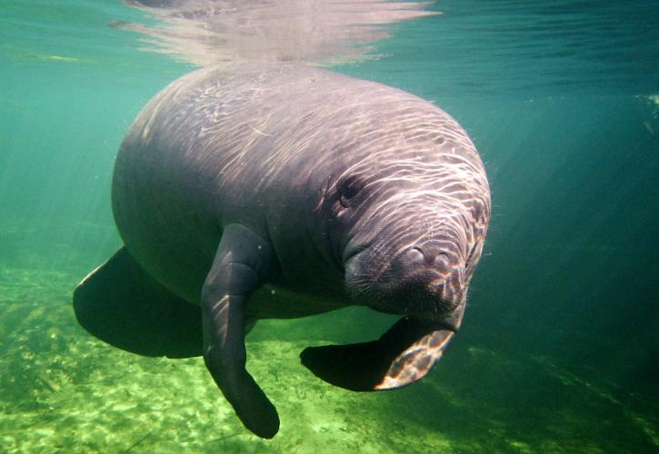 Manatee in a spring